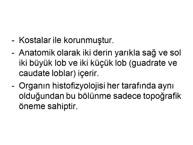 Kostalar ile korunmuştur.  Anatomik olarak iki derin yarıkla sağ ve sol iki büyük